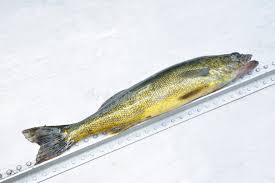 Image result for Sander vitreus