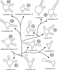 Attēlu rezultāti vaicājumam “Lophozia capitata”