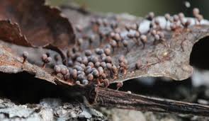 Attēlu rezultāti vaicājumam “Arcyria cinerea spores”