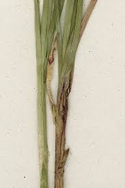 Attēlu rezultāti vaicājumam “Alopecurus pratensis fruit”