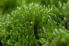 Attēlu rezultāti vaicājumam “Bryum”