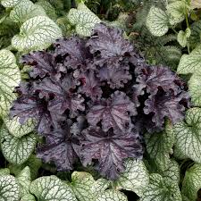Image result for Heuchera Metallica