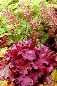 Image result for Heuchera Metallica