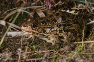 Attēlu rezultāti vaicājumam “Pelophylax juvenile”