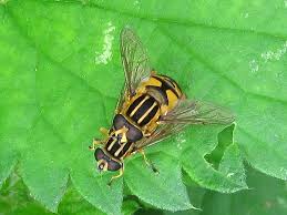 Attēlu rezultāti vaicājumam “Helophilus pendulus”