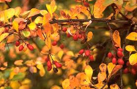 Attēlu rezultāti vaicājumam “Berberis thunbergii fruit”