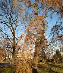 Attēlu rezultāti vaicājumam “Fraxinus excelsior Pendula”