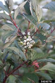 Attēlu rezultāti vaicājumam “Cornus sericea fruit”