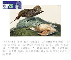 Image result for Numenius borealis