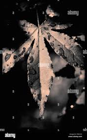 Attēlu rezultāti vaicājumam “Acer platanoides fo. schwedleri”