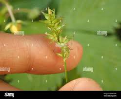 Attēlu rezultāti vaicājumam “Carex spicata”