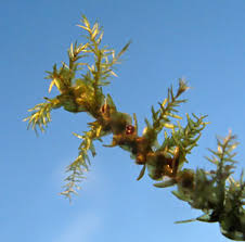 Attēlu rezultāti vaicājumam “Calliergon giganteum”