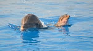 Image result for Adventure Dolphin