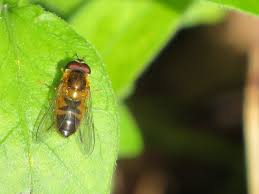 Attēlu rezultāti vaicājumam “Helophilus hybridus male”