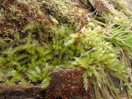 Attēlu rezultāti vaicājumam “Herzogiella seligeri”