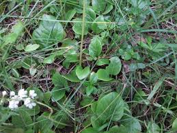 Attēlu rezultāti vaicājumam “Pyrola rotundifolia leaf”
