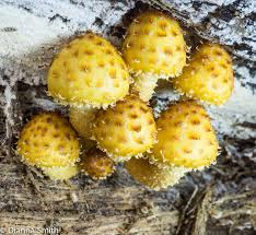 Attēlu rezultāti vaicājumam “Pholiota squarrosoides”