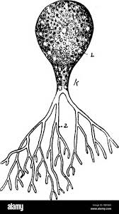 Attēlu rezultāti vaicājumam “Lycogala botrydium spores”