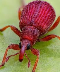 Attēlu rezultāti vaicājumam “Apion sp.”