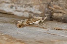 Attēlu rezultāti vaicājumam “Hypena proboscidalis”