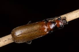 Attēlu rezultāti vaicājumam “Meloidae”