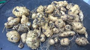 Attēlu rezultāti vaicājumam “Thladiantha dubia”