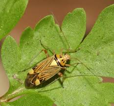 Attēlu rezultāti vaicājumam “Rhabdomiris striatellus”