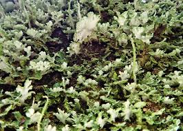 Attēlu rezultāti vaicājumam “Cladonia cornuta”
