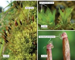 Attēlu rezultāti vaicājumam “Barbula unguiculata macro”