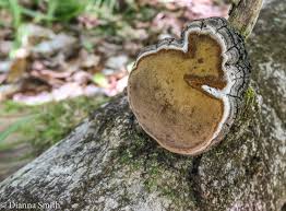 Attēlu rezultāti vaicājumam “Phellinus tremulae”