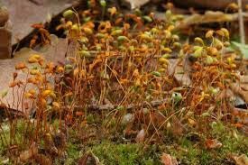 Attēlu rezultāti vaicājumam “Funaria hygrometrica”