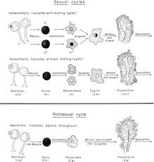 Attēlu rezultāti vaicājumam “Physarum straminipes young”