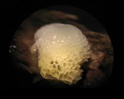 Attēlu rezultāti vaicājumam “Cribraria rubiginosa macro”