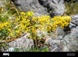 Attēlu rezultāti vaicājumam “Galium verum bud”