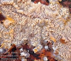 Attēlu rezultāti vaicājumam “Phlebia radiata”