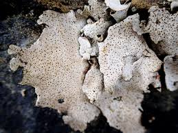 Attēlu rezultāti vaicājumam “Dermatocarpon miniatum”