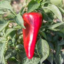 Afbeeldingsresultaat voor lipstick hot pepper