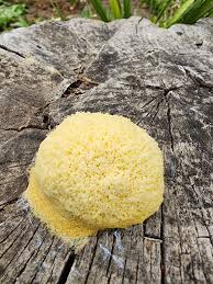 Attēlu rezultāti vaicājumam “Fuligo luteonitens macro”