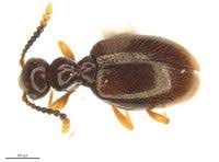 Attēlu rezultāti vaicājumam “Anthicidae”