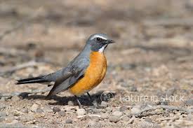 Image result for Irania gutturalis