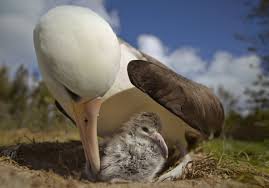 Image result for albatross dead chick