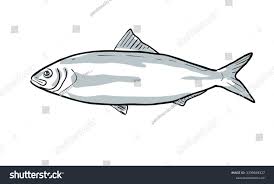 Image result for Alosa alabamae