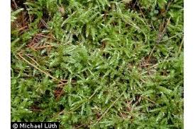 Attēlu rezultāti vaicājumam “Brachythecium”