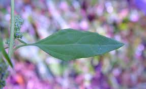 Attēlu rezultāti vaicājumam “Chenopodium acerifolium flower”