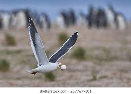 Attēlu rezultāti vaicājumam “Larus argentatus eggs”