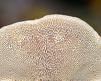 Attēlu rezultāti vaicājumam “Trametes gibbosa”