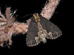 Attēlu rezultāti vaicājumam “Dypterygia scabriuscula”