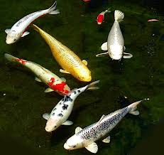 Image result for Cyprinus multitaeniatus