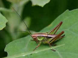 Attēlu rezultāti vaicājumam “Metrioptera roeselii”