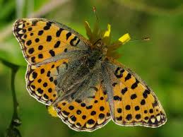 Attēlu rezultāti vaicājumam “Issoria lathonia”